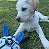 animal, canine, close_up, collar, cute, daylight, dog, grass, nature, outdoor, pet, pet_toy, playful, puppy, resting, soccer_ball, summer, toy, white_dog, young_dog