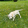 Alba participe au concours pour gagner de l'argent avec cette photo : animal, canine, daisies, dandelions, dog, field, flowers, garden, grass, greenery, labrador, nature, outdoor, pet, playful, puppy, summer, sunlight, yard, young_animal