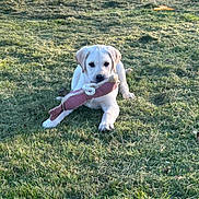 Alba a rejoint le concours — aidez-le/la à gagner de superbes lots ! adorable, animal, canine, cute, daytime, dog, fun, grass, grass_field, lying_down, nature, outdoor, pet, playful, puppy, rope_toy, sunlight, toy, yellow_labrador, young_dog