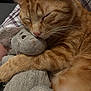 animal, cat, close_up, comfort, cozy, cuddle, cute, ears, furry, ginger_cat, hugging, indoor, nap, pet, relaxing, sleeping, soft_texture, stuffed_animal, toy, whiskers