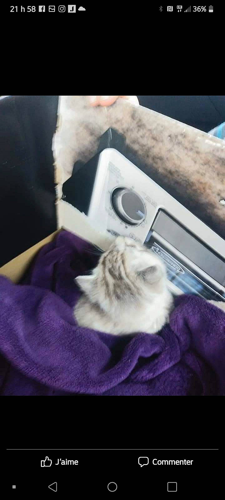 Zoé is registered to the contest to win money with this photo: audio_equipment, camera, camera_lens, cameras_optics, carnivore, cat, comfort, companion_dog, digital_camera, electric_blue, felidae, fur, gadget, linens, magenta, room, small_to_medium_sized_cats, textile, vehicle_door, whiskers