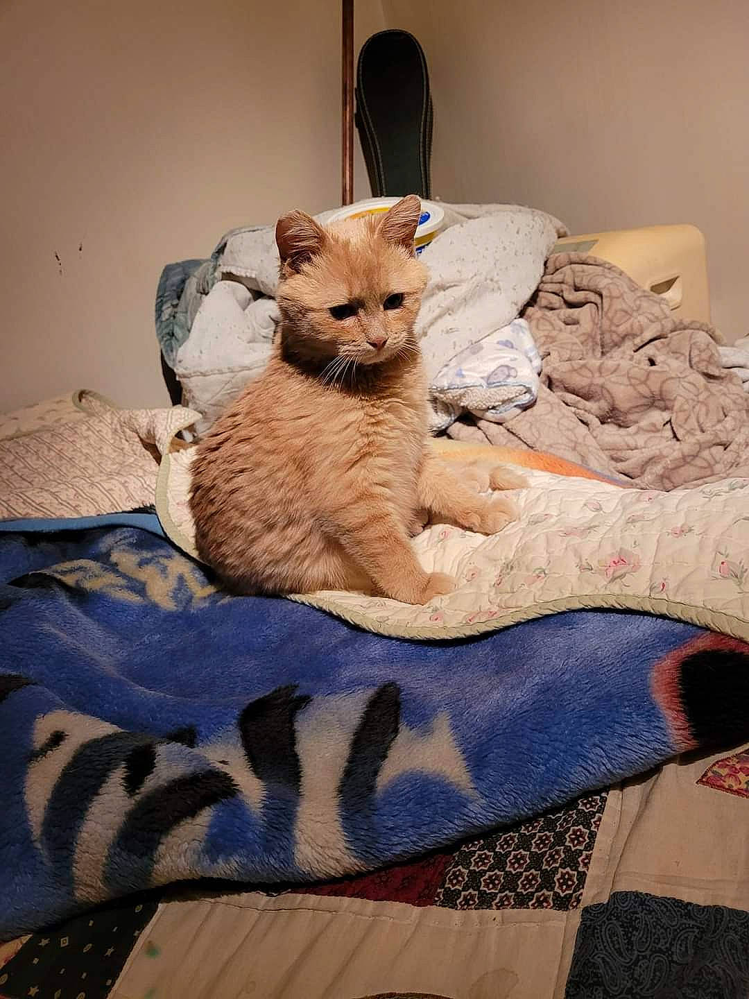 Simba is registered to the contest to win money with this photo: bed, bedding, carnivore, cat, cat_bed, cat_supply, comfort, domestic_short_haired_cat, fawn, felidae, fur, linens, nap, pattern, paw, room, small_to_medium_sized_cats, tail, whiskers, wood