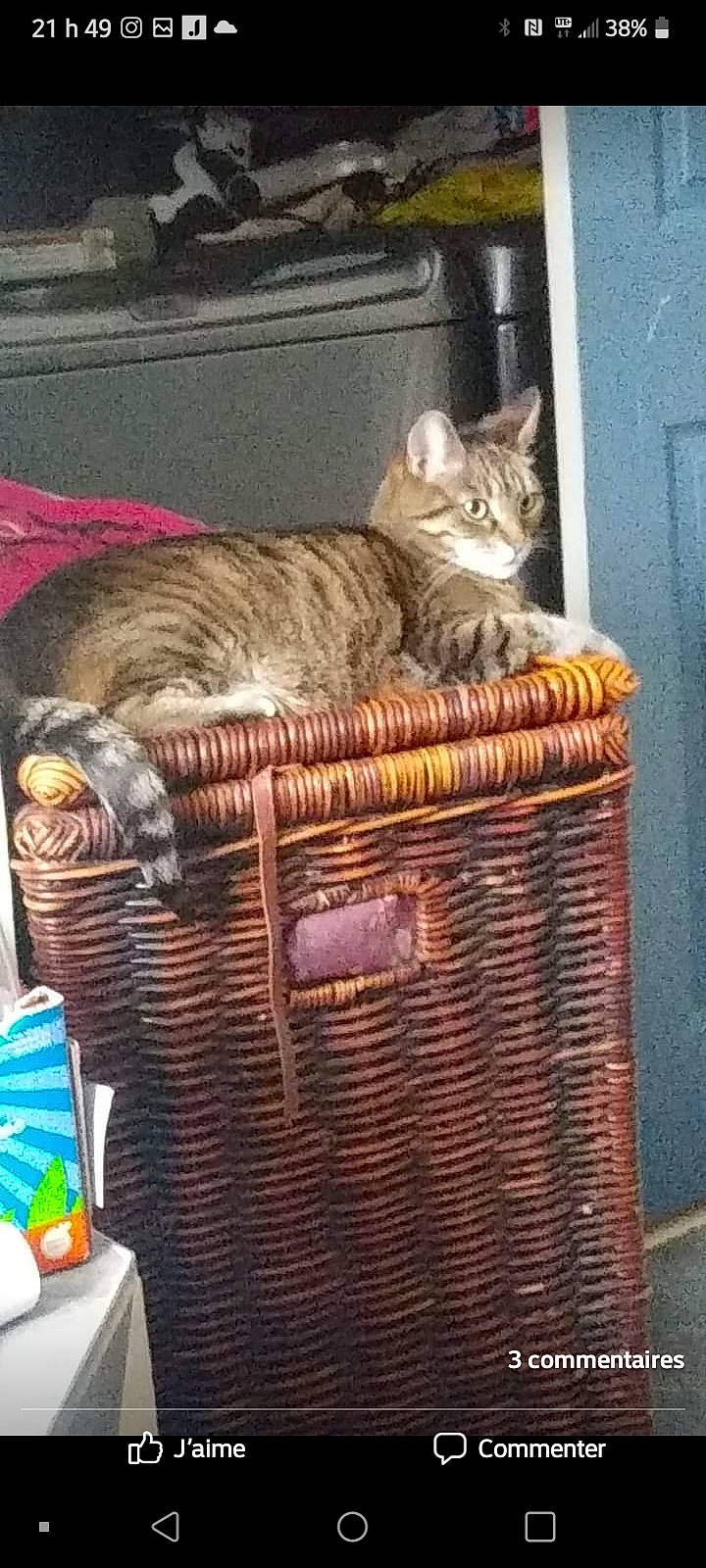 Tigrou is registered to the contest to win money with this photo: art, bag, baggage, basket, box, carnivore, cat, domestic_short_haired_cat, event, fashion_accessory, felidae, fur, luggage_and_bags, mammal, picnic_basket, small_to_medium_sized_cats, storage_basket, whiskers, wicker, wood