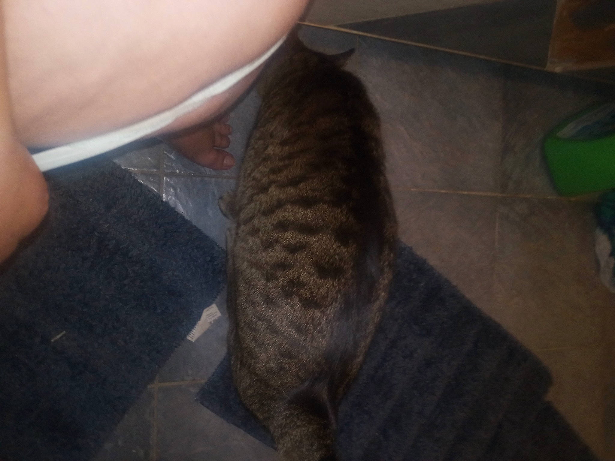 Tigrou joined the competition — help win amazing prizes! carnivore, elbow, felidae, flooring, foot, fur, human_leg, nail, pattern, small_to_medium_sized_cats, snout, sporting_group, tail, terrestrial_animal, thigh, thumb, whiskers, wool, wrist