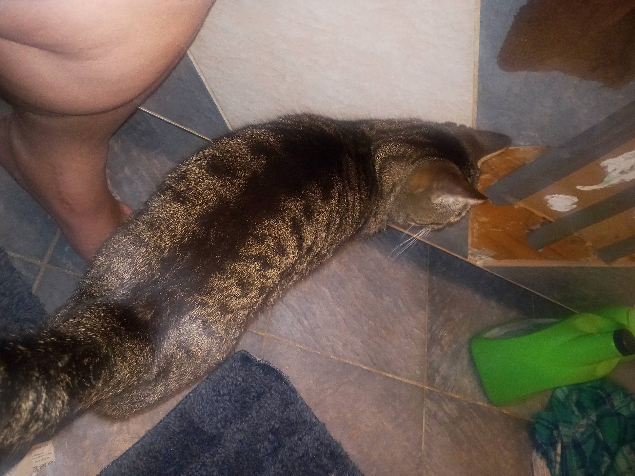 Tigrou is registered to the contest to win money with this photo: carnivore, cat, claw, comfort, domestic_short_haired_cat, elbow, fawn, felidae, flooring, foot, fur, human_leg, lap, nail, paw, small_to_medium_sized_cats, tail, terrestrial_animal, thigh, whiskers