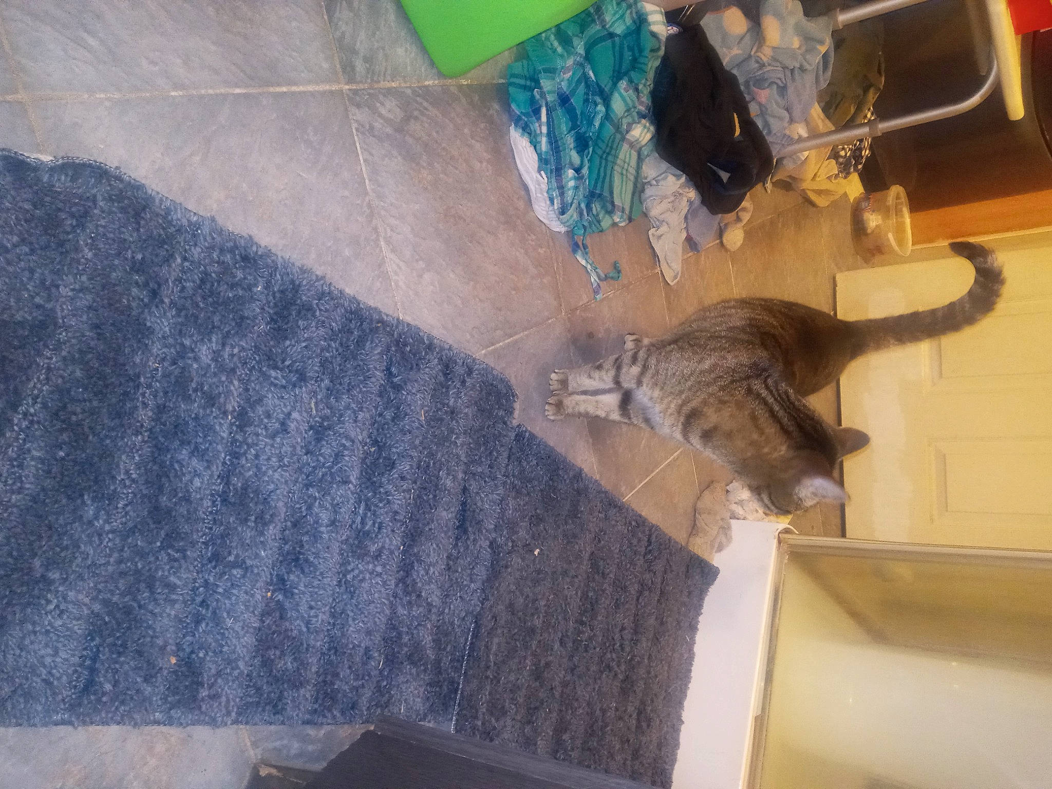 Tigrou joined the competition — help win amazing prizes! carnivore, cat, domestic_short_haired_cat, felidae, floor, flooring, fur, hardwood, room, small_to_medium_sized_cats, sporting_group, tail, whiskers, wood