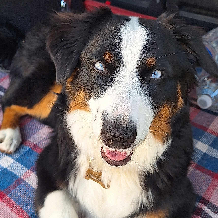 Ava participe au concours pour gagner de l'argent avec cette photo : animal, blanket, blue_eyes, canine, car_interior, collar, companion, dog, domestic_animal, friendly, fur, lying_down, paw, pet, plaid, portrait, relaxed, smiling, tag, tricolor