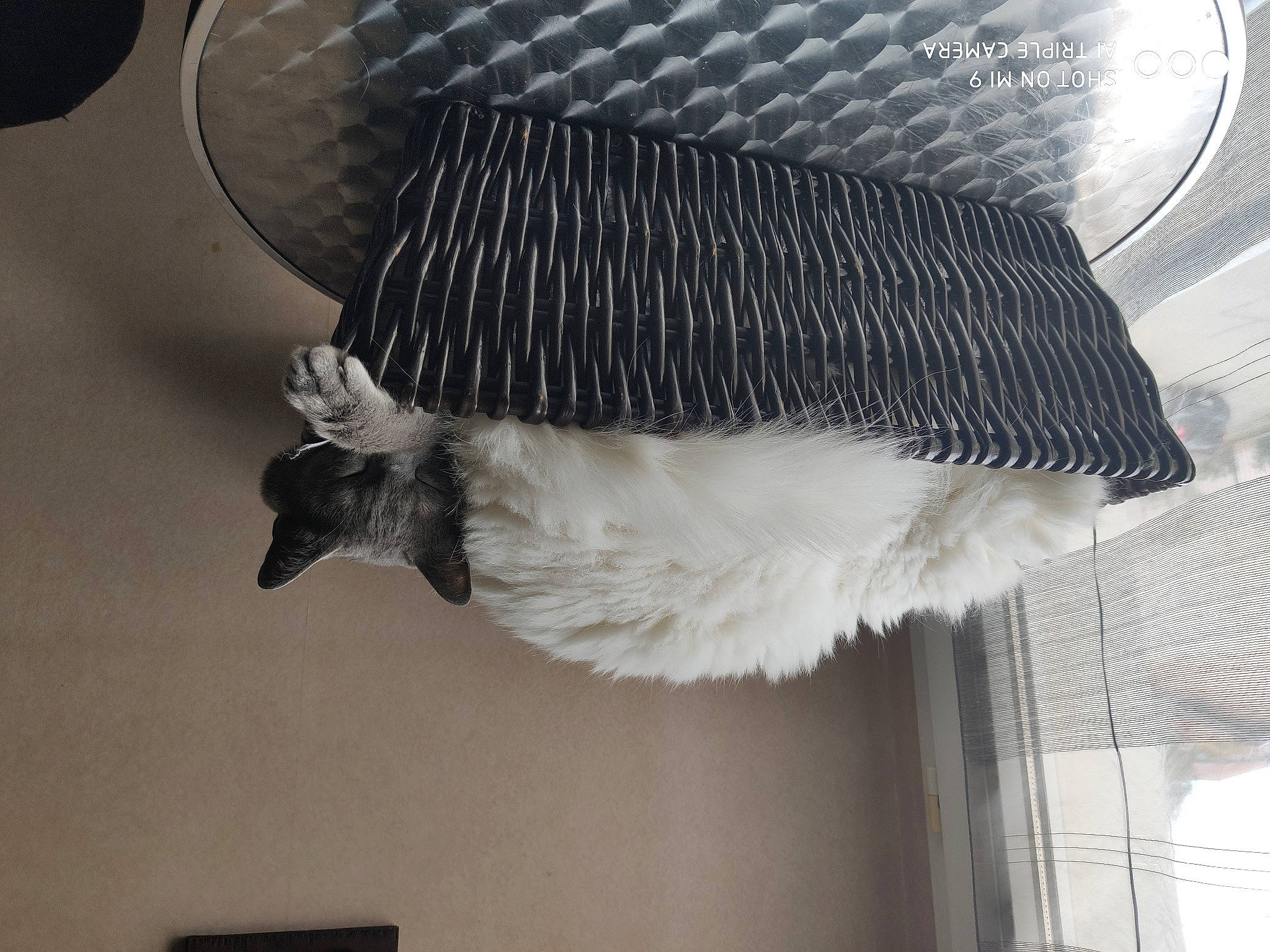 Neaven participe au concours pour gagner de l'argent avec cette photo : bat, beak, bird, bird_supply, cage, claw, fashion_accessory, feather, fur, grey, grille, hood, perching_bird, pet_supply, tail, tints_and_shades, whiskers, wildlife, window, wing