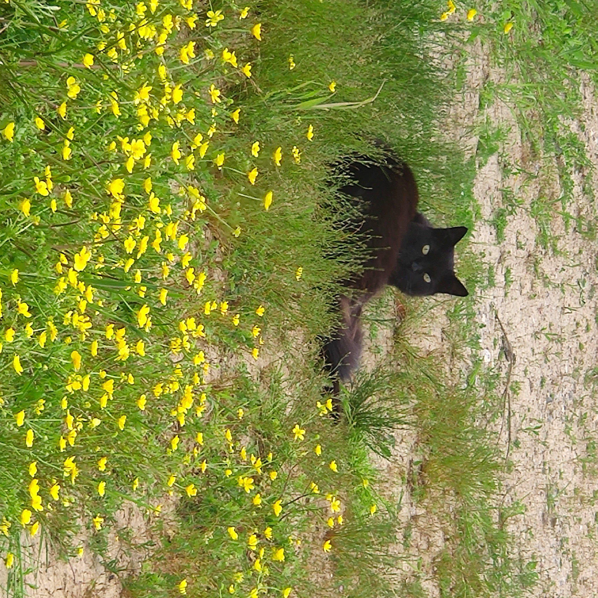 Maumau participe au concours pour gagner de l'argent avec cette photo : carnivore, cat, felidae, flower, flowering_plant, grass, grassland, groundcover, herbaceous_plant, landscape, natural_landscape, plant, prairie, shrub, tail, terrestrial_animal, tints_and_shades, window, wood, yellow