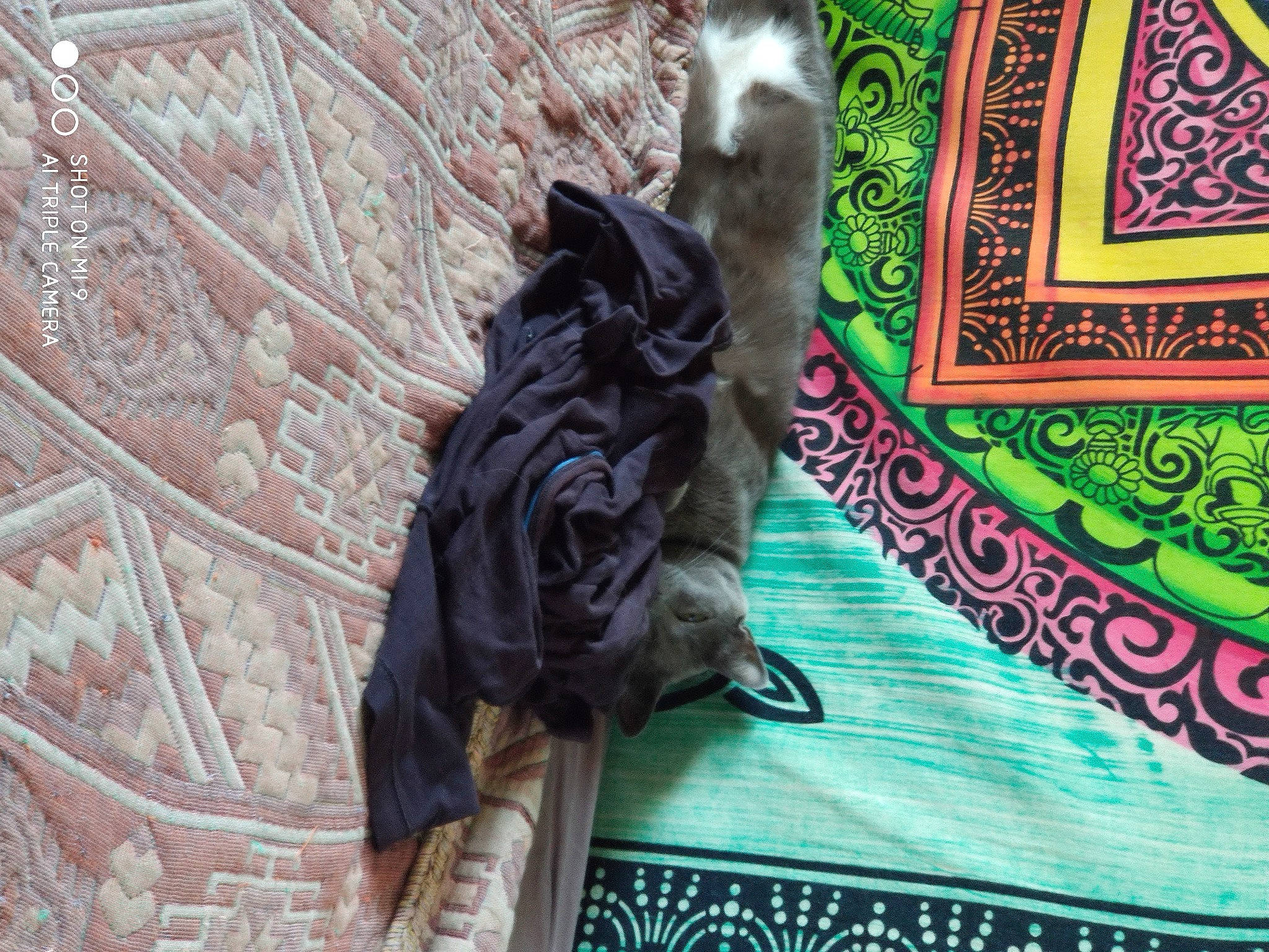 Lixy a rejoint le concours — aidez-le/la à gagner de superbes lots ! art, banknote, carnivore, cash, companion_dog, dog, dog_breed, felidae, font, fur, grass, linens, magenta, motif, pattern, sculpture, statue, tail, tree, visual_arts