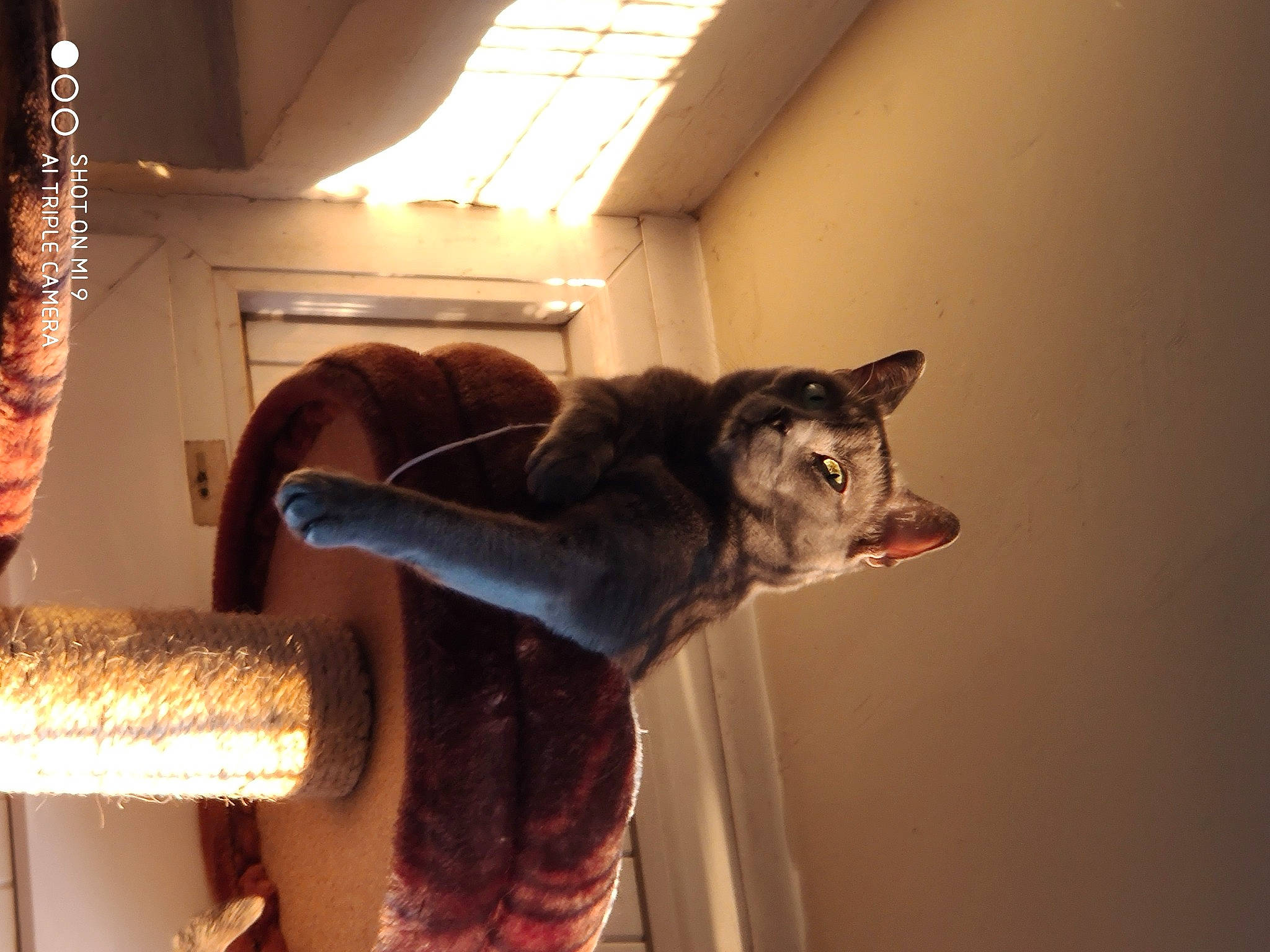 Lixy a rejoint le concours — aidez-le/la à gagner de superbes lots ! canidae, carnivore, ceiling, comfort, companion_dog, couch, dog, dog_breed, fawn, felidae, fur, jaw, room, small_to_medium_sized_cats, snout, sporting_group, tail, whiskers, window, wood