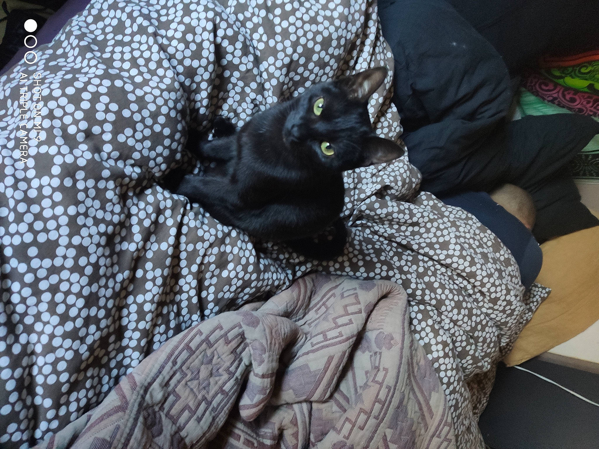 Nila a rejoint le concours — aidez-le/la à gagner de superbes lots ! bag, black_cat, bombay, canidae, carnivore, cat, claw, comfort, dog_breed, domestic_short_haired_cat, felidae, fur, grey, linens, pattern, sitting, small_to_medium_sized_cats, tail, tree, whiskers