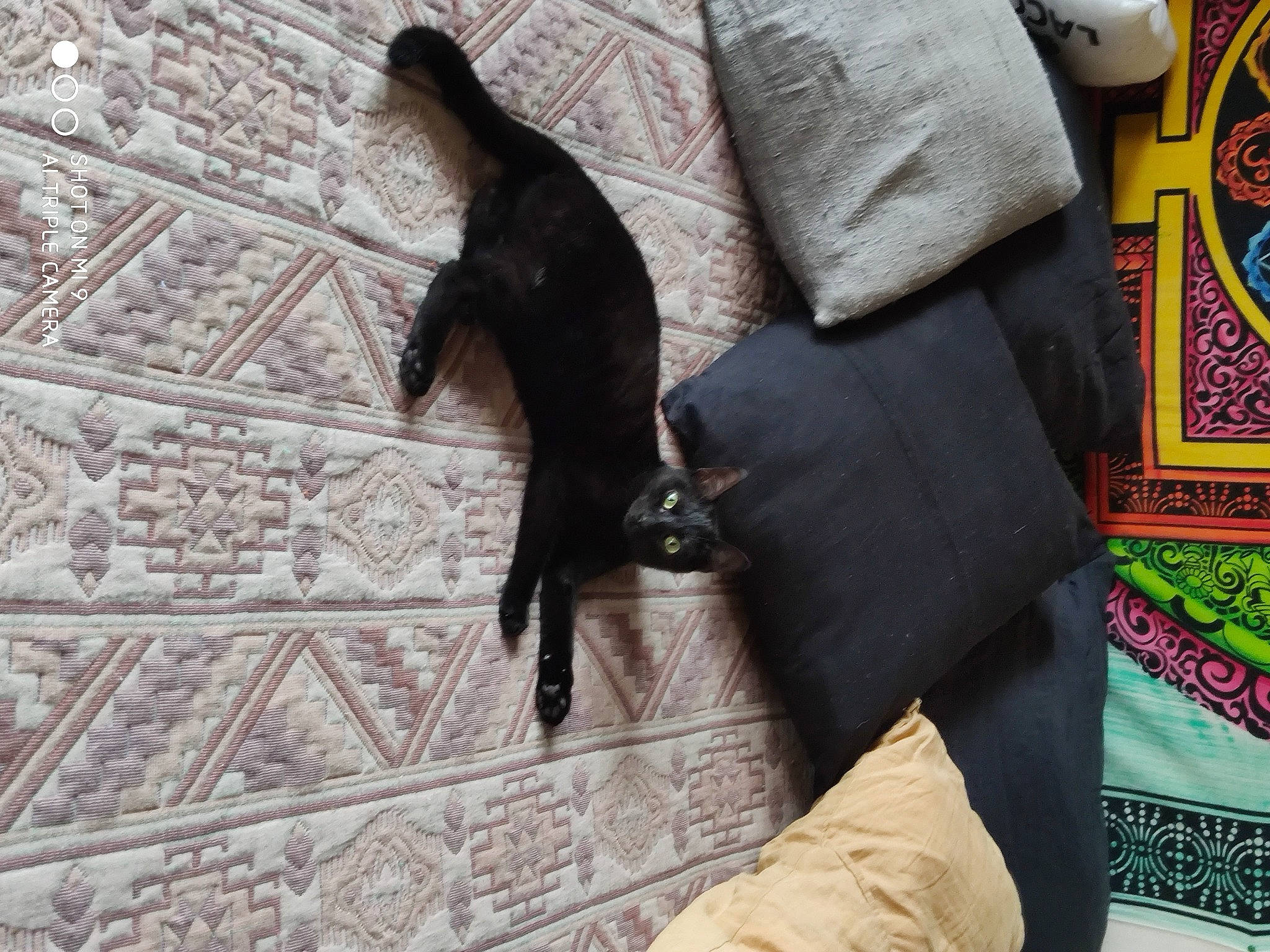 Nila a rejoint le concours — aidez-le/la à gagner de superbes lots ! black_cat, bombay, canidae, carnivore, cat, claw, comfort, companion_dog, dog_breed, domestic_short_haired_cat, felidae, flooring, fur, grey, linens, small_to_medium_sized_cats, sporting_group, tail, whiskers, wood