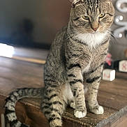 Timmy is registered to the contest to win money with this photo: cat, tabby, striped_fur, white_paws, wooden_table, indoor, pet, feline, animal, sitting, calm, domestic_cat, close_up, fur, whiskers, ears, tail, blurred_background, household, contemplative
