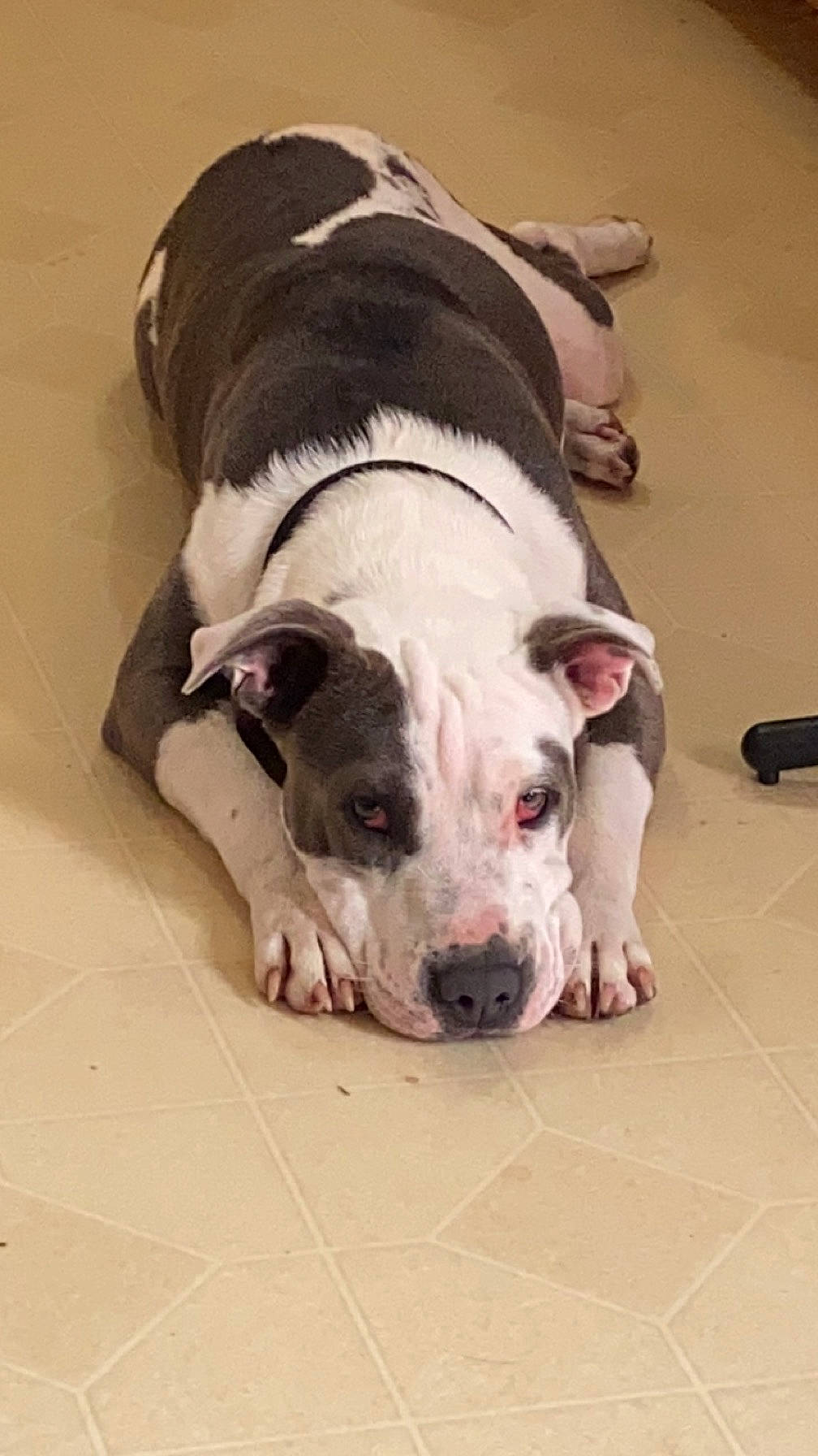 Camila joined the competition — help win amazing prizes! canidae, carnivore, comfort, companion_dog, dog, dog_breed, fawn, flesh, flooring, foot, fur, non_sporting_group, paw, snout, sporting_group, terrestrial_animal, toy_dog, whiskers, working_animal