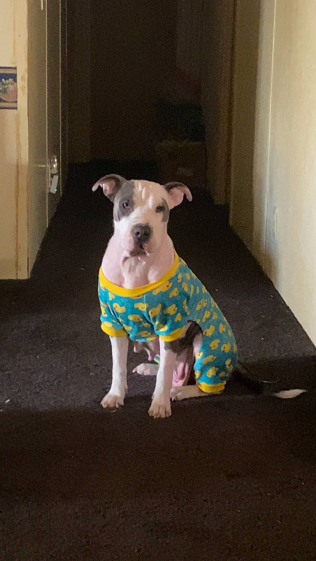 Camila is registered to the contest to win money with this photo: art, canidae, carnivore, companion_dog, dog, dog_breed, dog_clothes, dog_supply, door, fawn, flooring, non_sporting_group, pet_supply, sleeve, snout, sporting_group, tail, terrestrial_animal, wood, working_animal