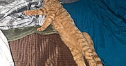 Caden joined the competition — help win amazing prizes! cat, ginger_cat, sleeping, stretching, bed, blanket, pillow, indoor, cozy, feline, pet, resting, soft_fabric, striped, tabby, domestic_cat, relaxed, fur, animal, mammal