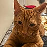 Caden joined the competition — help win amazing prizes! cat, orange_tabby, pet, feline, close_up, indoor, animal, whiskers, ears, fur, bed, blanket, curious, lying_down, face, eyes, portrait, cute, domestic, relaxed