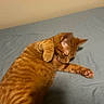 Caden is registered to the contest to win money with this photo: cat, orange_tabby, pet, indoor, bed, feline, grooming, paw, fur, striped, animal, resting, cozy, cute, sleepy, domestic_cat, mammal, whiskers, claws, relaxed