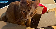 Caden joined the competition — help win amazing prizes! animal, cardboard_box, cat, closeup, container, cozy, curious, domestic, ears, feline, household, indoor, kitchen, light, orange_tabby, pet, shadow, table, whiskers, window