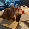 cat, orange_tabby, cardboard_box, kitchen, table, window, domestic, pet, curious, feline, indoor, animal, ears, whiskers, household, container, light, shadow, cozy, closeup