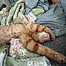 cat, orange_tabby, sleeping, stretching, bed, blanket, floral_pattern, cozy, paw, feline, indoor, cute, resting, pet, domestic_animal, comfort, fur, relaxation, nap, soft