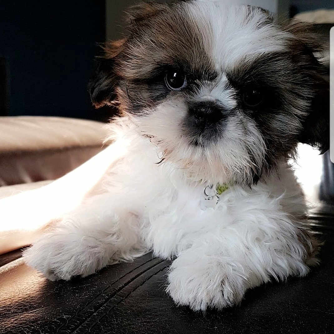 Oshie