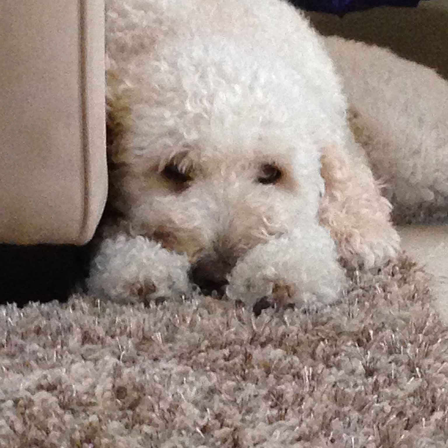 Trixie is registered to the contest to win money with this photo: