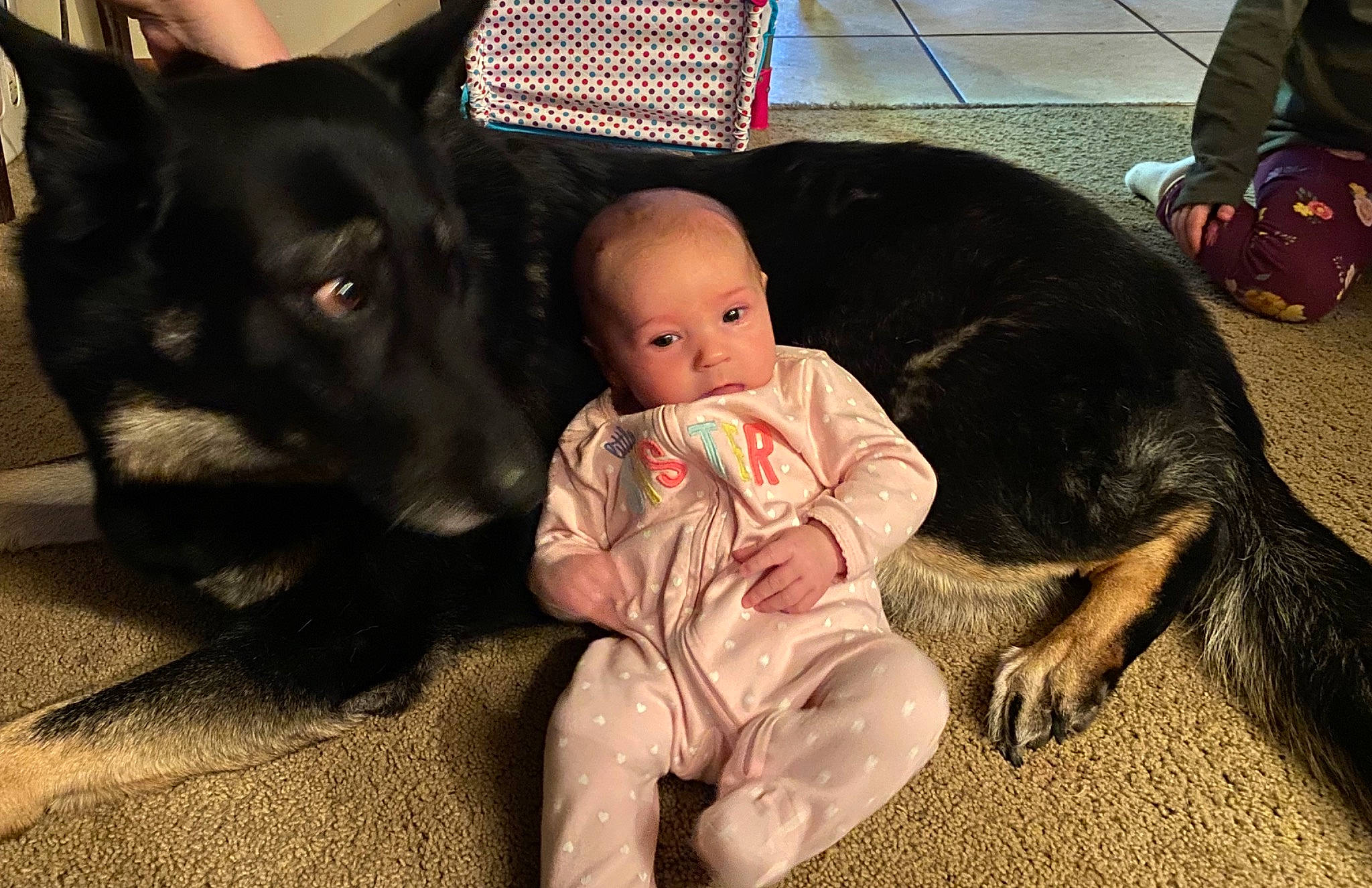 Ivylee is registered to the contest to win money with this photo: australian_kelpie, baby, canidae, carnivore, child, companion_dog, dog, dog_breed, ear, floor, german_shepherd_dog, guard_dog, nose, person, puppy, puppy_love, sitting, skin, sporting_group, toddler