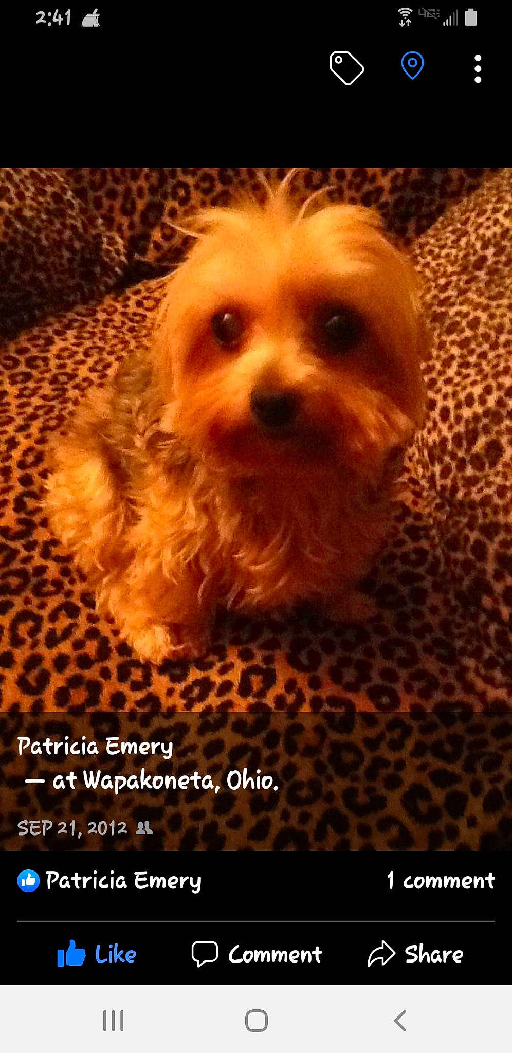 Bitsy is registered to the contest to win money with this photo: canidae, carnivore, companion_dog, dog, dog_breed, dog_supply, fawn, font, fur, maltepoo, photo_caption, puppy_love, small_terrier, snout, sporting_group, terrestrial_animal, terrier, toy_dog, wood, working_animal