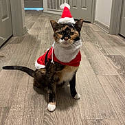 Maggie May is registered to the contest to win money with this photo: cat, tortoiseshell_cat, santa_hat, santa_costume, holiday, festive, indoor, flooring, hallway, pet, animal, costume, christmas, cute, feline, whiskers, ears, tail, looking_at_camera, domestic_animal