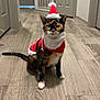 cat, tortoiseshell_cat, santa_hat, santa_costume, holiday, festive, indoor, flooring, hallway, pet, animal, costume, christmas, cute, feline, whiskers, ears, tail, looking_at_camera, domestic_animal