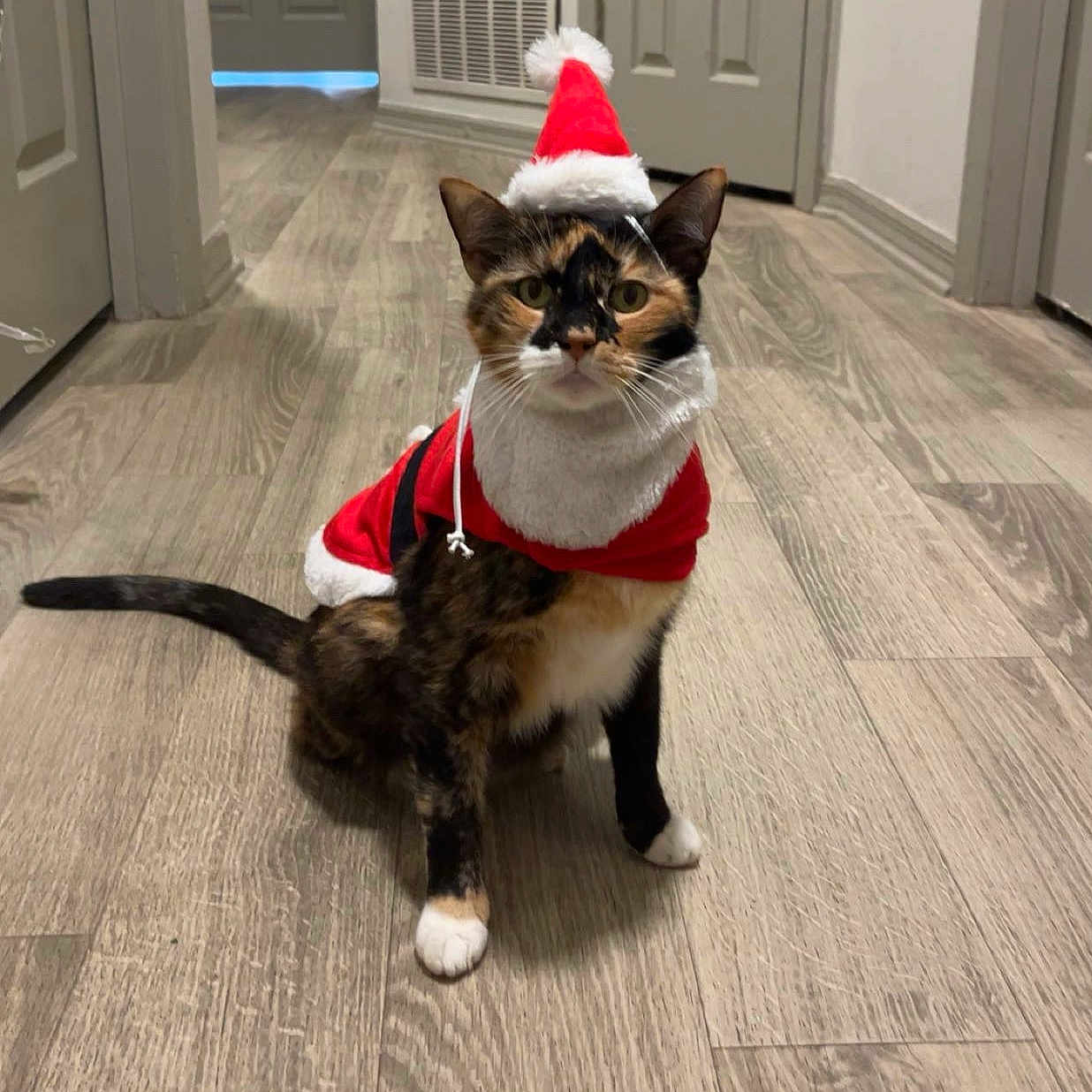 Maggie May is registered to the contest to win money with this photo: animal, cat, christmas, costume, cute, domestic_animal, ears, feline, festive, flooring, hallway, holiday, indoor, looking_at_camera, pet, santa_costume, santa_hat, tail, tortoiseshell_cat, whiskers