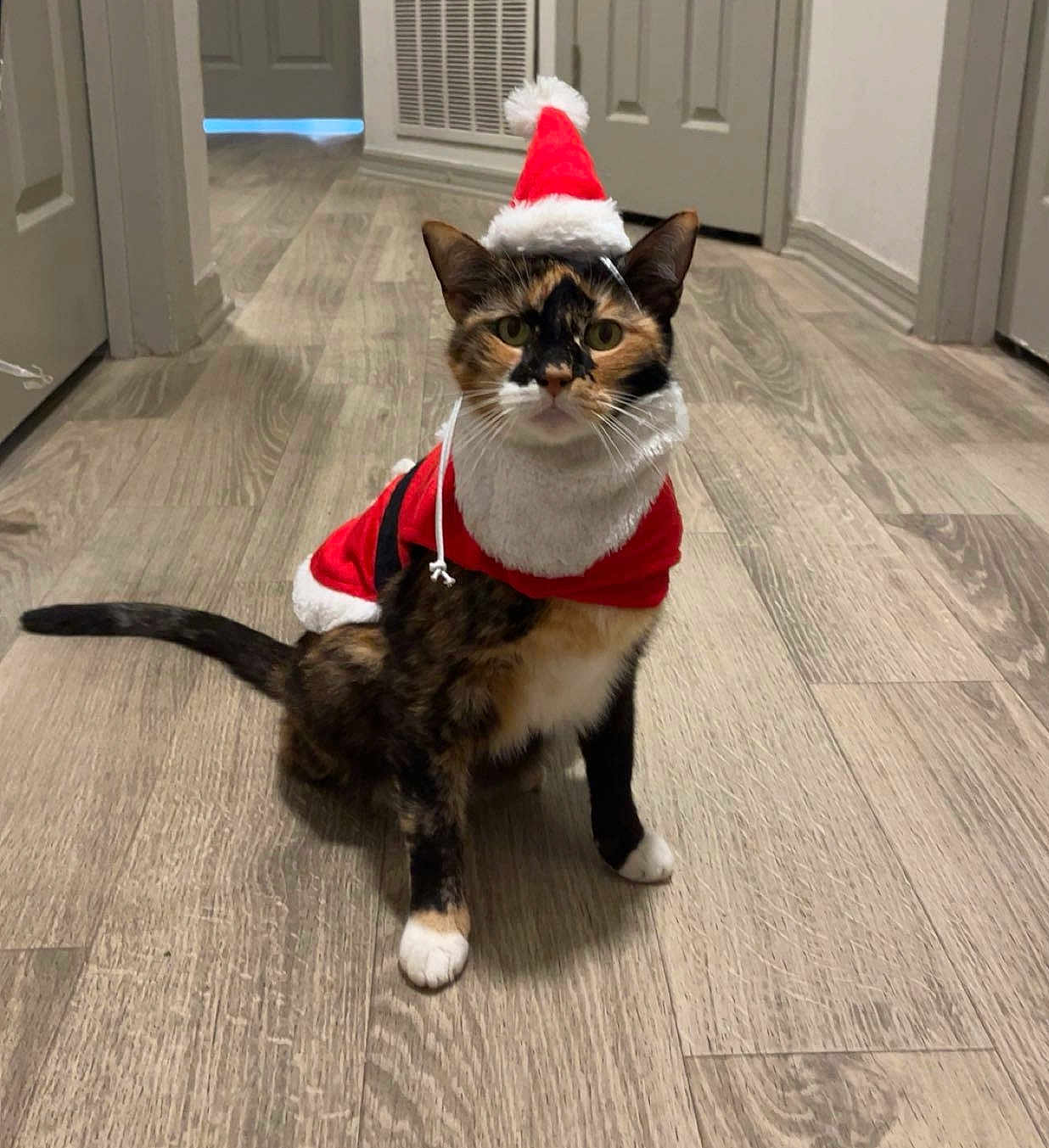 Maggie May is registered to the contest to win money with this photo: cat, tortoiseshell_cat, santa_hat, santa_costume, holiday, festive, indoor, flooring, hallway, pet, animal, costume, christmas, cute, feline, whiskers, ears, tail, looking_at_camera, domestic_animal