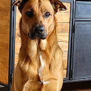 Säyko participe au concours pour gagner de l'argent avec cette photo : dog, brown_dog, indoor, wooden_floor, cabinet, decor, statue, jar, corks, pet, animal, attentive, sitting, furniture, home, portrait, canine, ears, fur, floor
