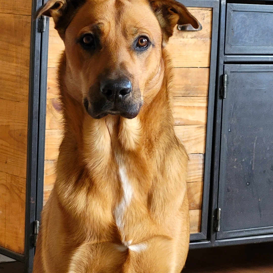 Säyko participe au concours pour gagner de l'argent avec cette photo : animal, attentive, brown_dog, cabinet, canine, corks, decor, dog, ears, floor, fur, furniture, home, indoor, jar, pet, portrait, sitting, statue, wooden_floor