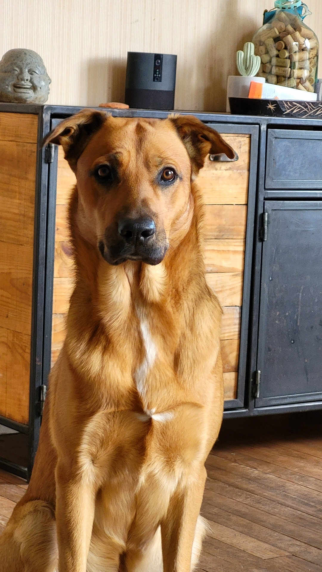 Säyko participe au concours pour gagner de l'argent avec cette photo : dog, brown_dog, indoor, wooden_floor, cabinet, decor, statue, jar, corks, pet, animal, attentive, sitting, furniture, home, portrait, canine, ears, fur, floor