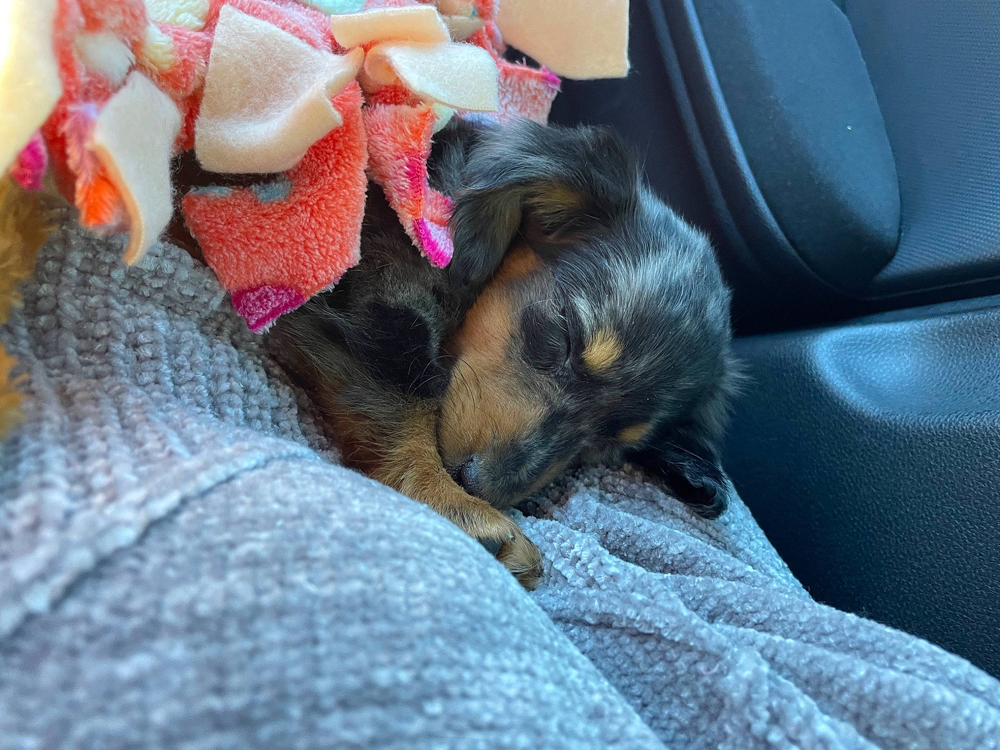 Kingsley is registered to the contest to win money with this photo: canidae, car_seat, carnivore, comfort, companion_dog, couch, dog, dog_breed, fawn, felidae, fur, guard_dog, linens, nap, paw, small_to_medium_sized_cats, snout, sporting_group, toy_dog, whiskers