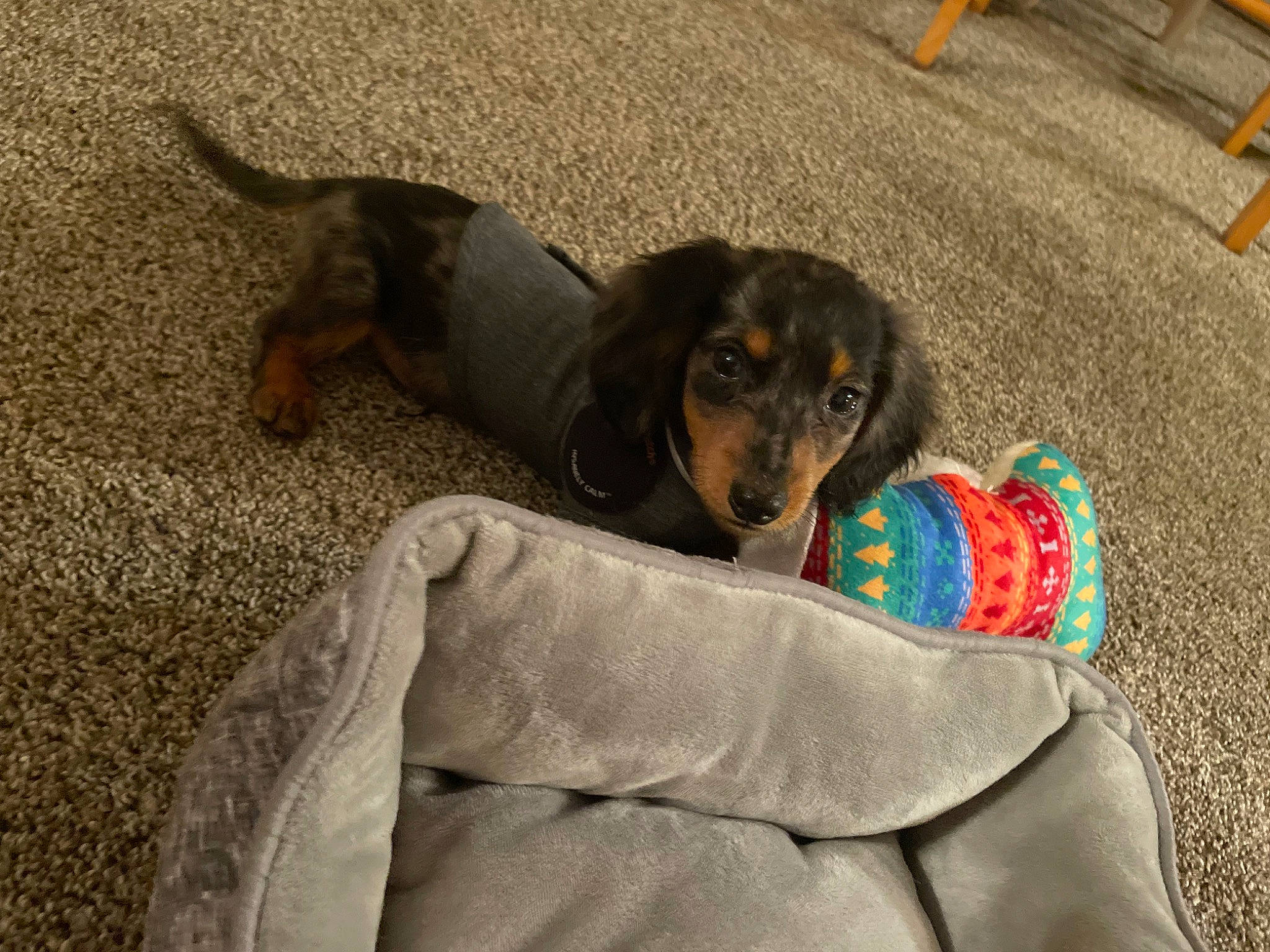 Kingsley is registered to the contest to win money with this photo: canidae, carnivore, comfort, companion_dog, dachshund, dog, dog_breed, flooring, fur, guard_dog, hound, mammal, pinscher, scent_hound, sitting, sporting_group, toy_dog, vertebrate, working_animal, working_dog