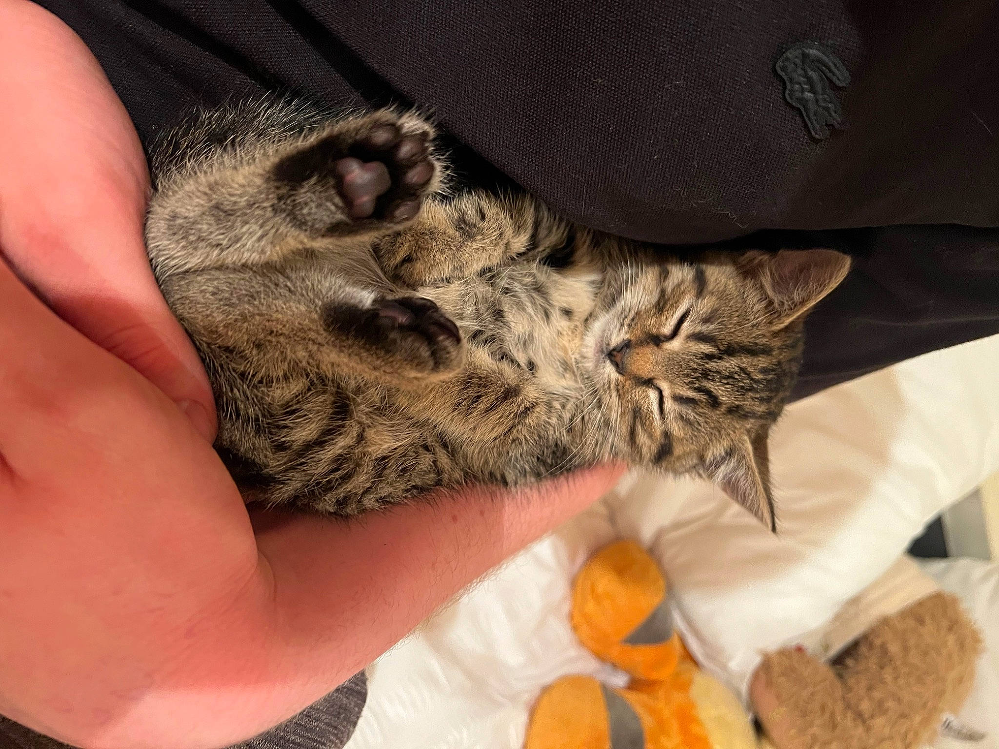 Olive joined the competition — help win amazing prizes! calabaza, carnivore, cat, claw, comfort, domestic_short_haired_cat, felidae, finger, fur, gesture, gourd, hand, nail, paw, pumpkin, small_to_medium_sized_cats, tail, vegetable, whiskers, winter_squash