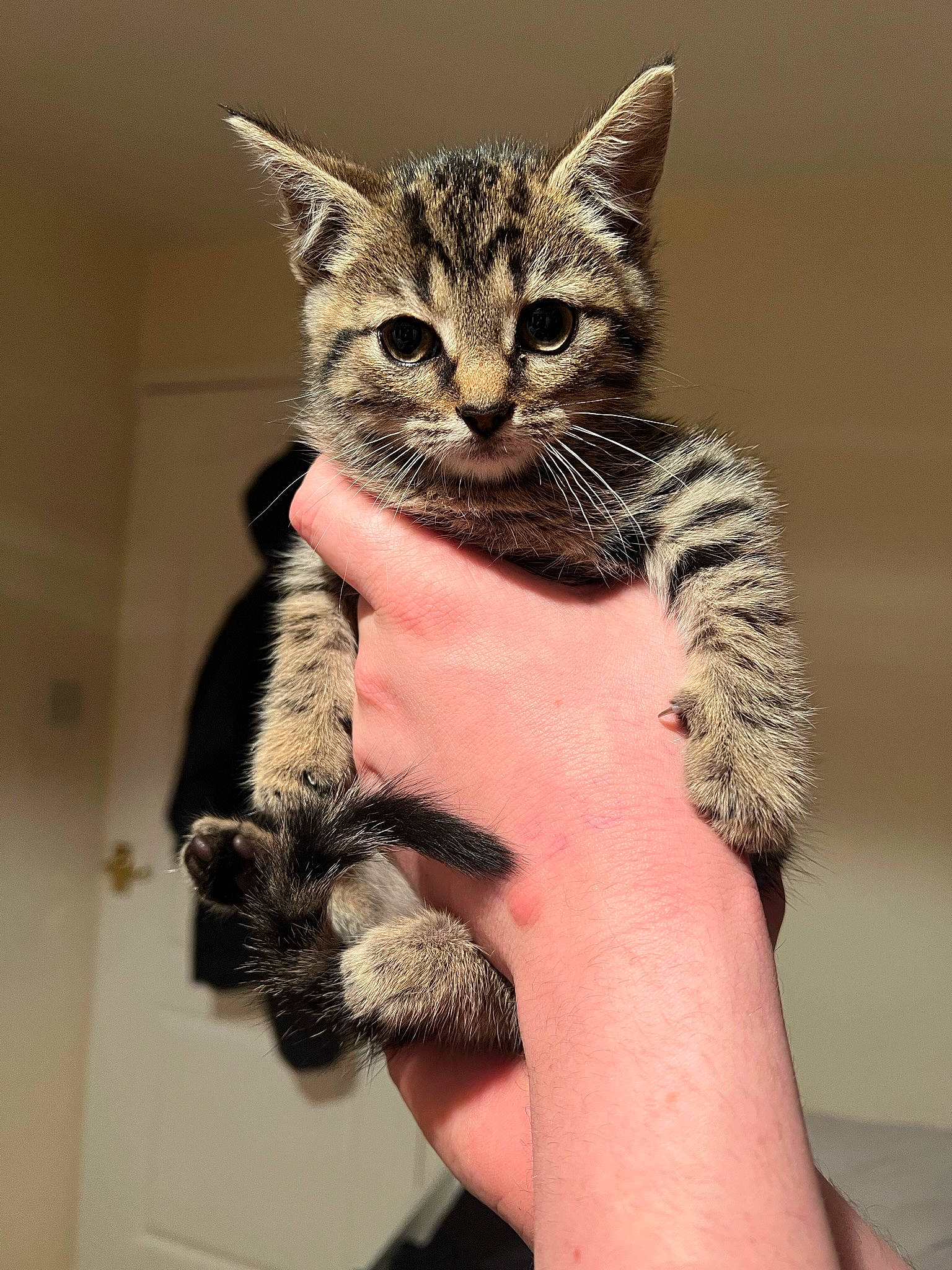 Olive joined the competition — help win amazing prizes! carnivore, cat, claw, domestic_short_haired_cat, felidae, fur, hand, nail, paw, small_to_medium_sized_cats, snout, terrestrial_animal, whiskers