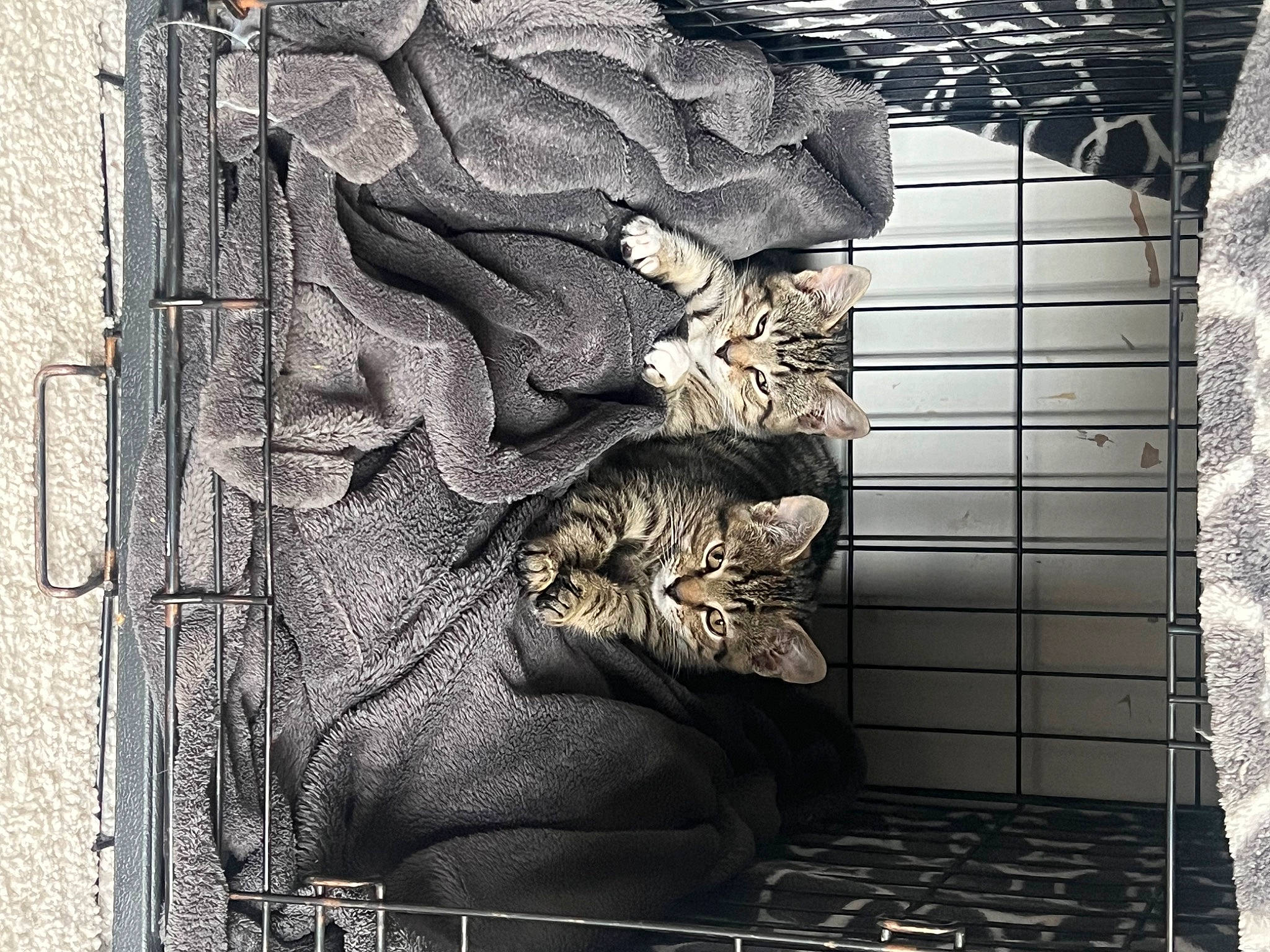 Pippa is registered to the contest to win money with this photo: art, artifact, carnivore, carving, cat, felidae, metal, monochrome, monochrome_photography, pattern, rectangle, relief, small_to_medium_sized_cats, still_life_photography, stock_photography, tints_and_shades, visual_arts, whiskers, window, wood