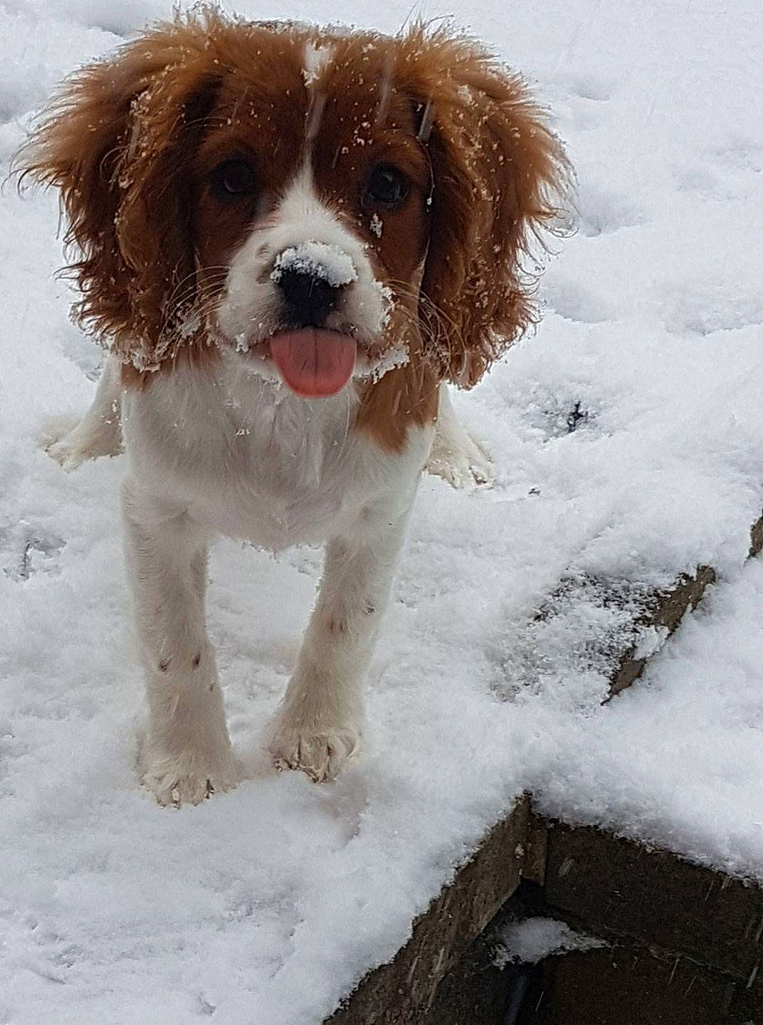 Stanley joined the competition — help win amazing prizes! canidae, carnivore, companion_dog, dog, dog_breed, freezing, fur, hunting_dog, liver, precipitation, snout, snow, sporting_group, winter