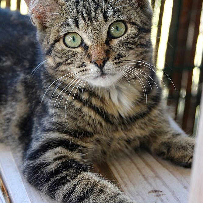 Nougat participe au concours pour gagner de l'argent avec cette photo : animal, cat, closeup, curious, cute, ears, eyes, feline, fur, indoor, kitten, natural_light, paws, pet, portrait, resting, striped, tabby, whiskers, wood