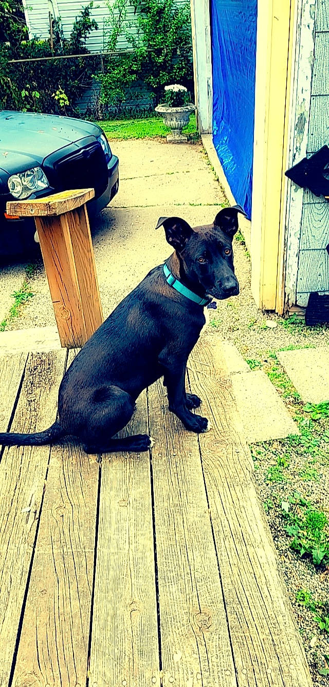 Ares is registered to the contest to win money with this photo: blue, car, carnivore, collar, companion_dog, dog, dog_breed, dog_collar, fawn, flooring, grass, leash, pet_supply, plant, snout, tail, tints_and_shades, vehicle_registration_plate, wood, working_animal