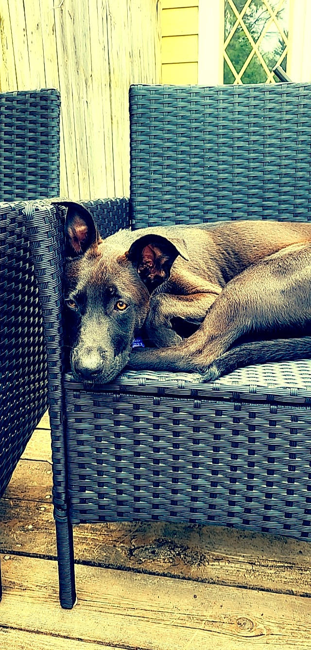 Ares is registered to the contest to win money with this photo: australian_cattle_dog, blue, canidae, carnivore, comfort, companion_dog, dog, dog_breed, dog_supply, fawn, fence, mesh, paw, pet_supply, rectangle, snout, sporting_group, terrestrial_animal, whiskers, working_animal