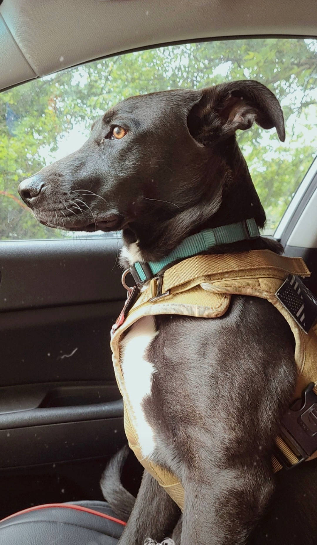 Ares joined the competition — help win amazing prizes! auto_part, canidae, car, carnivore, collar, companion_dog, dog, dog_breed, dog_collar, fawn, gun_dog, leash, liver, snout, vehicle, vehicle_door, whiskers, window, windshield, working_animal