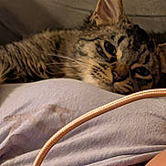 Rogelio joined the competition — help win amazing prizes! cat, tabby, feline, animal, pet, sleepy, relaxed, indoor, closeup, whiskers, fur, ear, cable, soft, resting, cozy, laying, comfort, domestic, cute