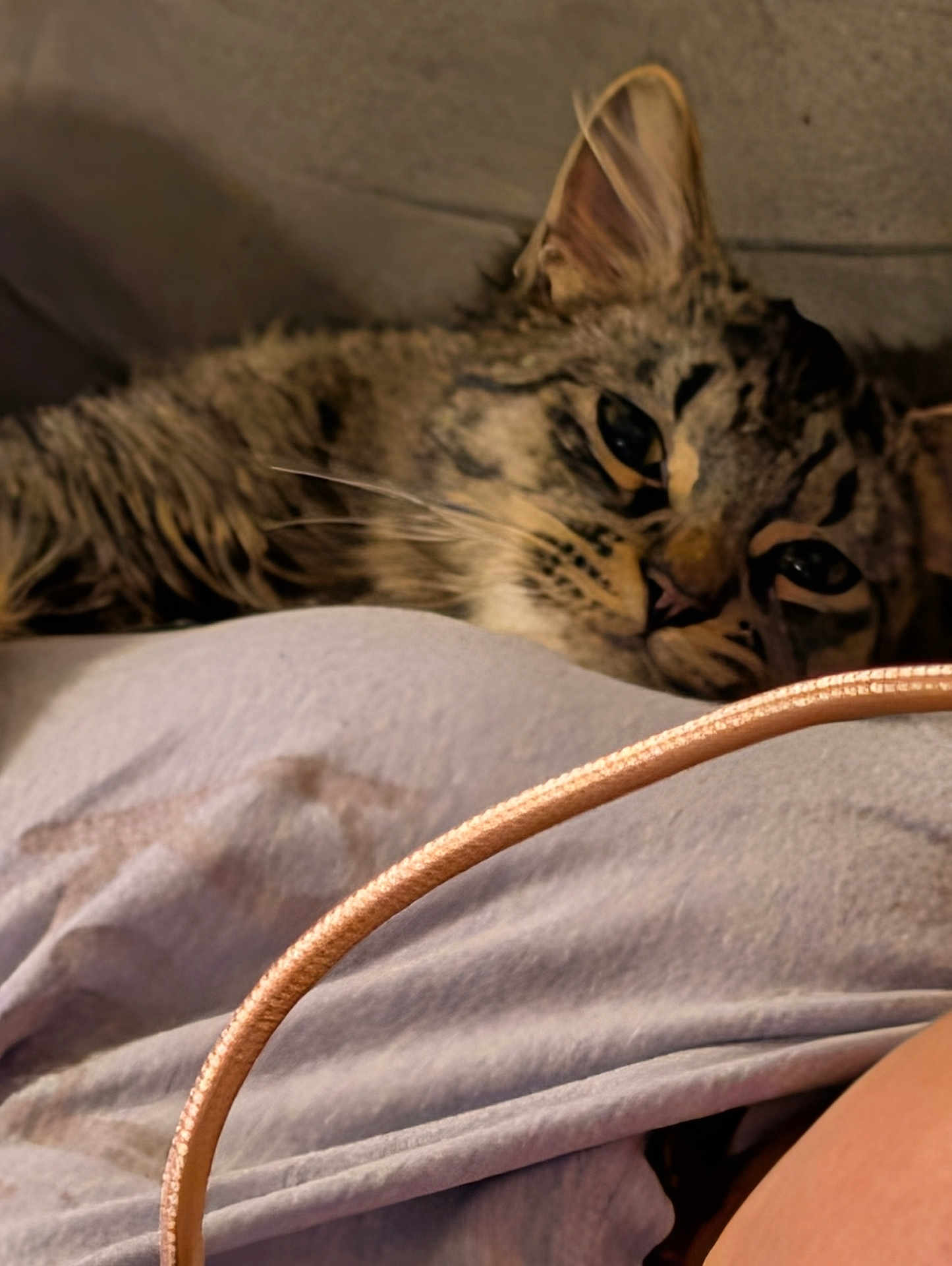 Rogelio joined the competition — help win amazing prizes! cat, tabby, feline, animal, pet, sleepy, relaxed, indoor, closeup, whiskers, fur, ear, cable, soft, resting, cozy, laying, comfort, domestic, cute