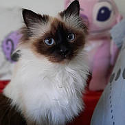 Ruby a rejoint le concours — aidez-le/la à gagner de superbes lots ! angora, animal, cat, couch, doll, furniture, kitten, manx, pet, siamese, toy